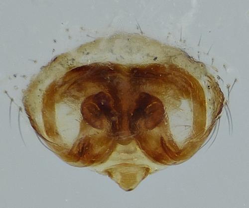 Réf. 232 843 : Centromerus sylvaticus